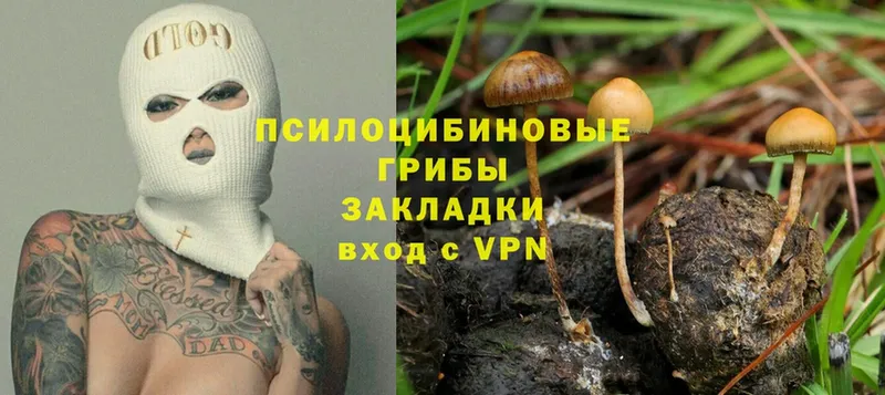 Галлюциногенные грибы Psilocybe  Костомукша 